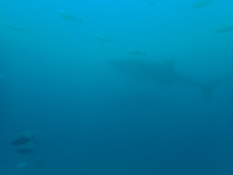 Manta Bowl